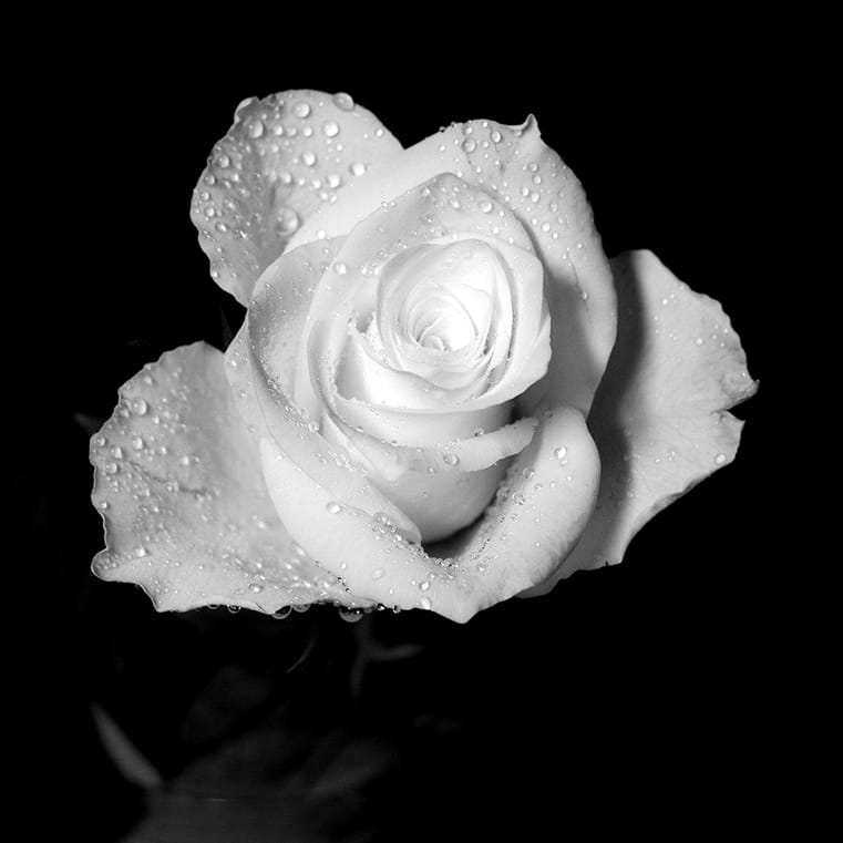 hình đại diện đám ma hoa hồng trắng trắng