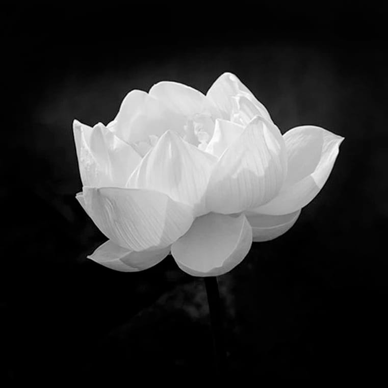 Hình ảnh avatar tang lễ hoa sen trắng