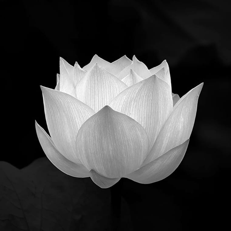 Hình hoa sen trắng đám ma buồn fb