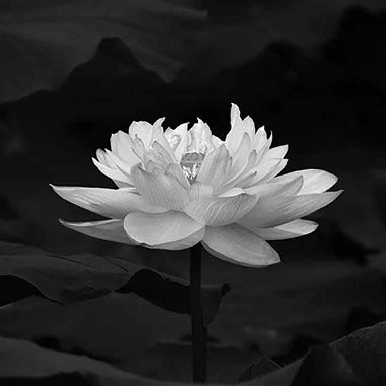 Avatar tang lễ màu đen cho facebook hình hoa sen trắng