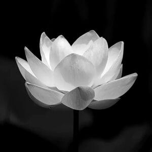 Hình ảnh Đại diện tang lễ Hoa Sen Trắng