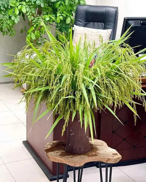 Bình lúa chín Tài Lộc hợp phong thủy ngày khai trương