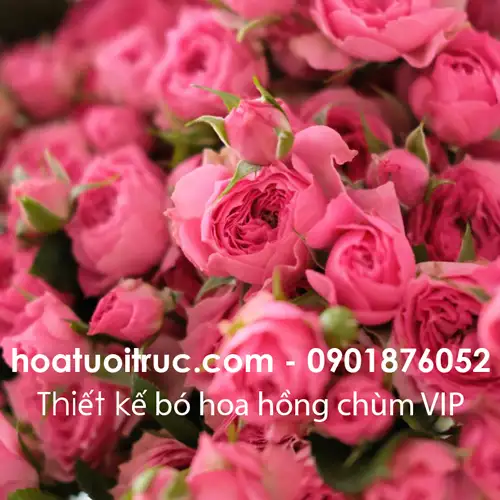 Hồng chùm Sophie — cận cảnh mặt bông