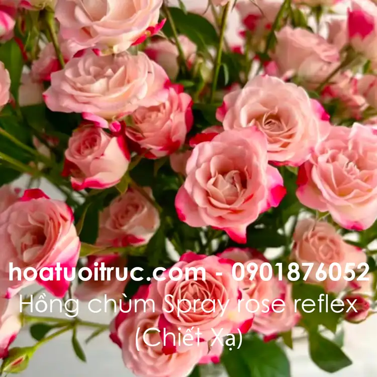 Hồng chùm Chiết Xạ — cận cảnh mặt bông